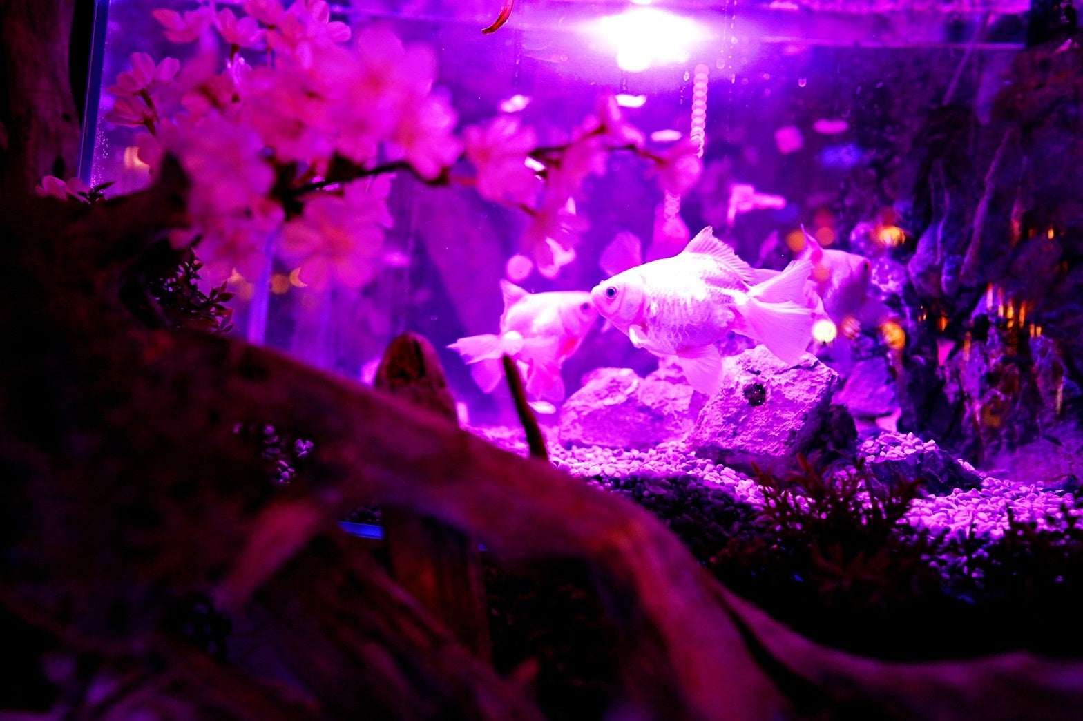 真っ白な金魚と薄桃色の桜の花のコラボレーション「桜咲く土佐錦