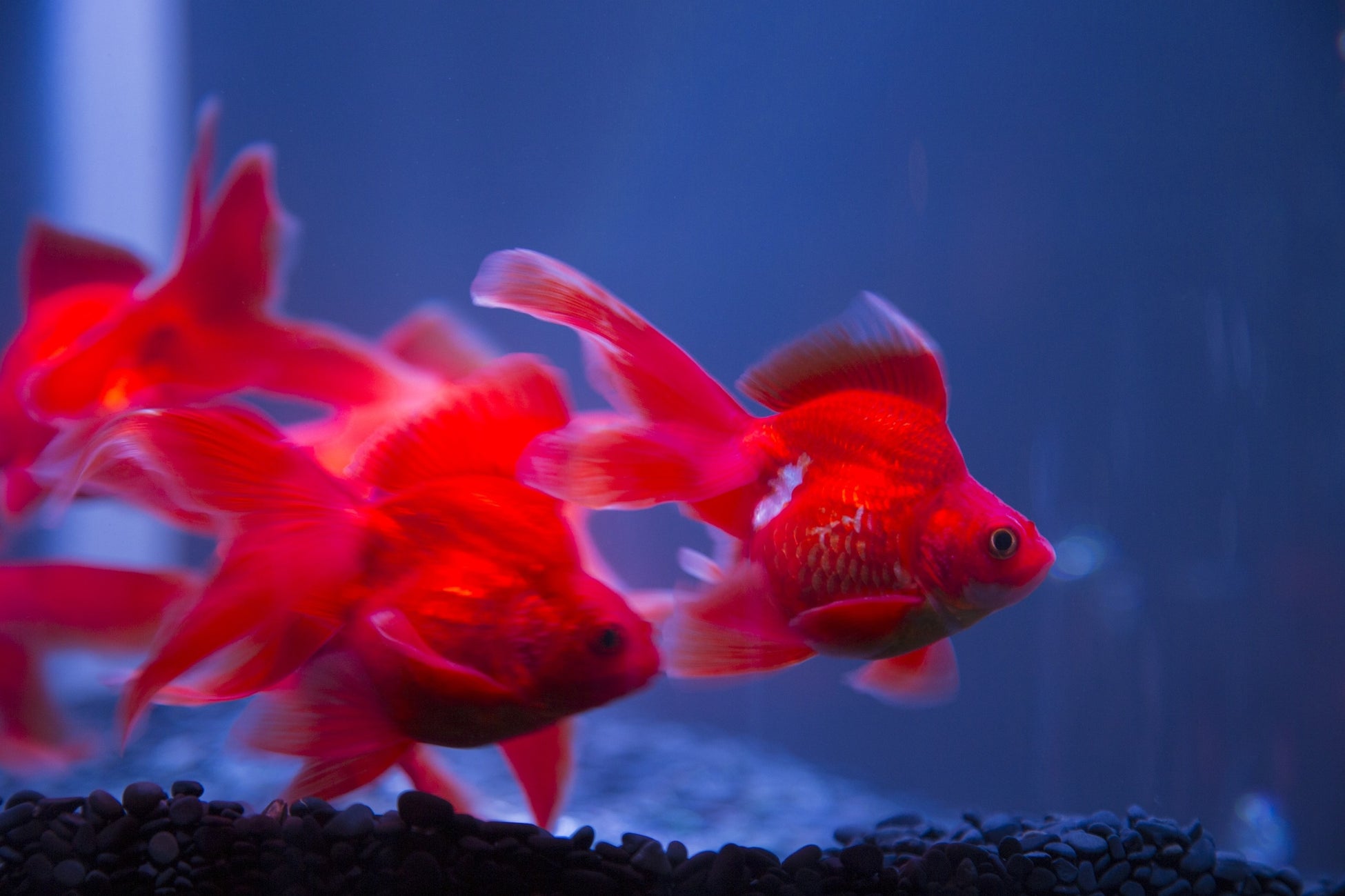 沖縄金魚ミュージアム〜龍と金魚のものがたりがオープン!琉球ガラスと融合した神秘的な展示 沖縄金魚ミュージアム〜龍と金魚のものがたりがオープン!琉球ガラスと融合した神秘的な展示