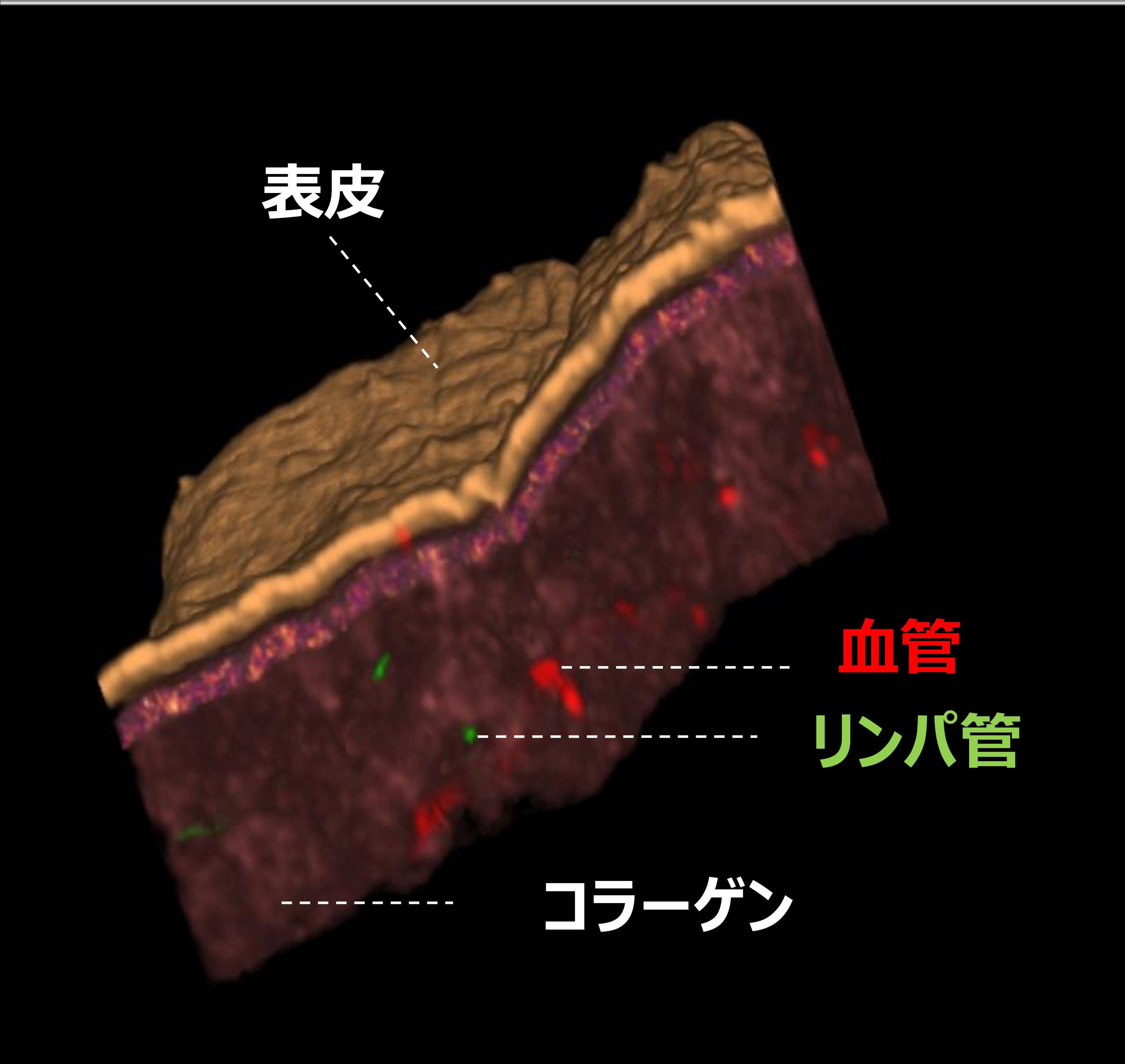 図1．肌の裏側の様子
