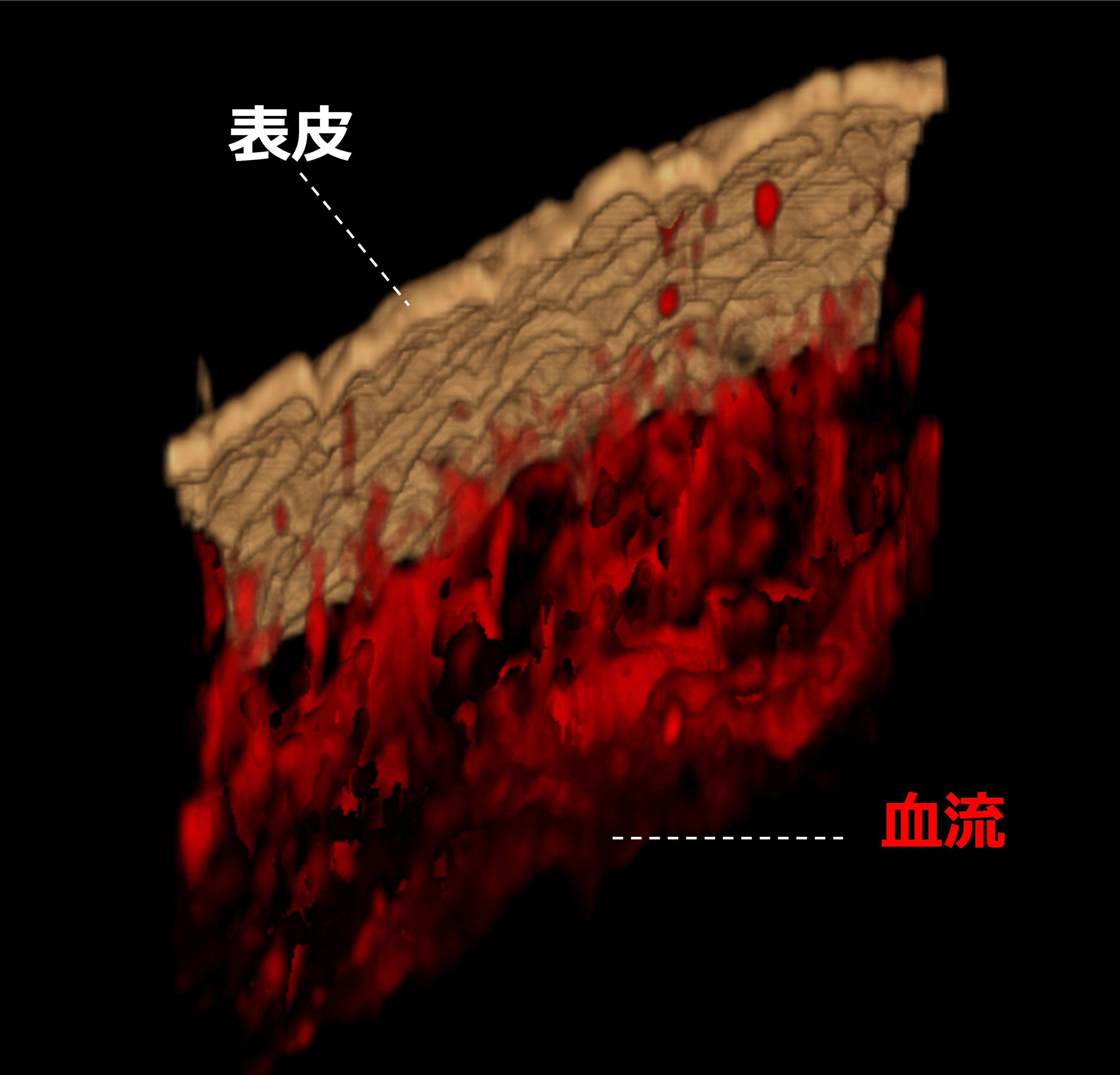 図2．血流のダイナミックな変化の様子