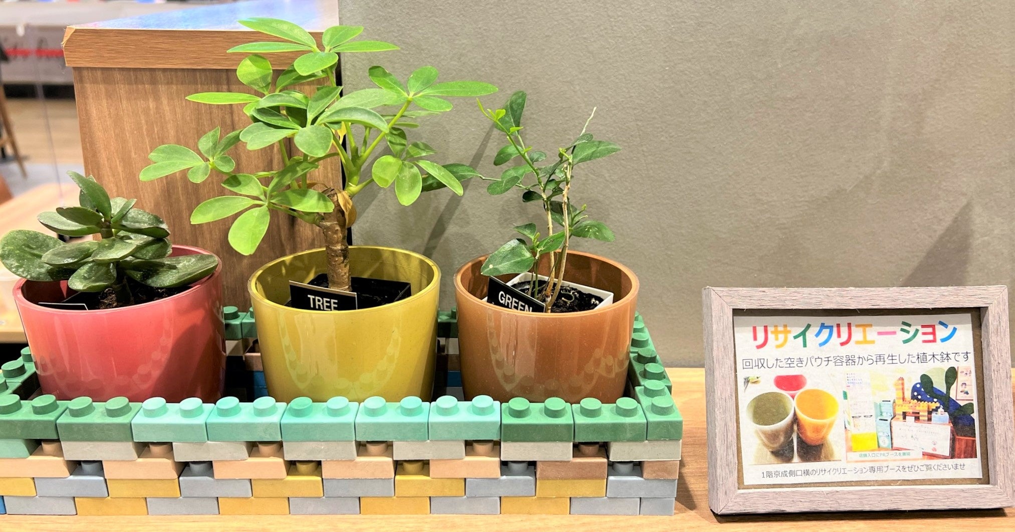回収容器から再生したプラスチック鉢を利用して店内フードコートにミニ観葉植物を設置
