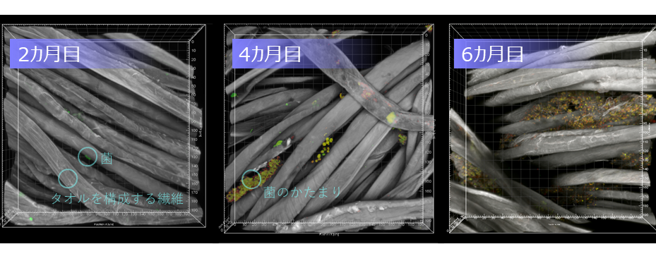 図３．繊維の隙間に経時的に菌が蓄積する様子の顕微鏡画像