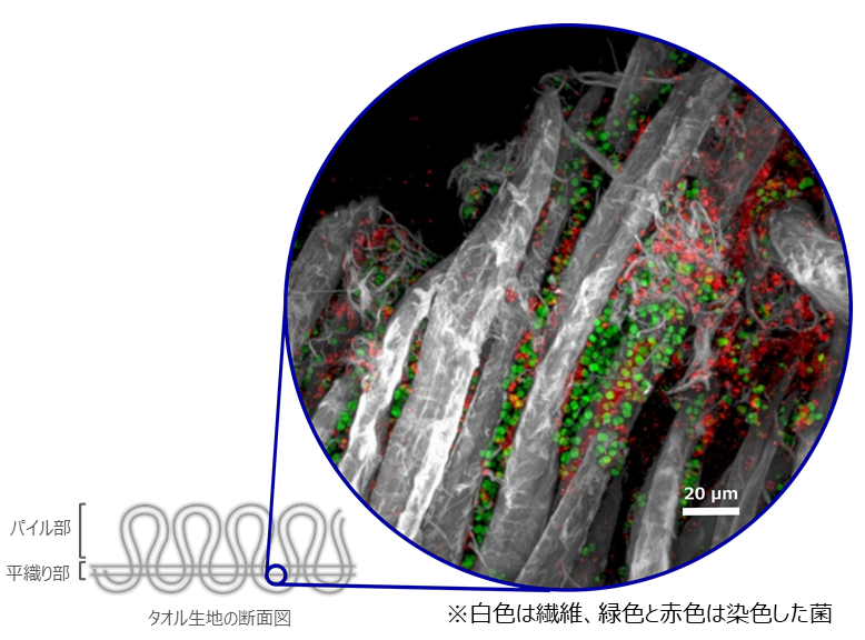図１．タオルの構造と菌のかたまり（バイオフィルム）が見られた場所の顕微鏡画像