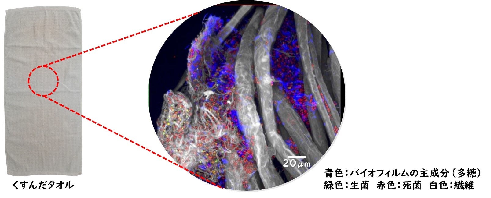 図：繊維にも存在する、菌の隠れ家となる「バイオフィルム」