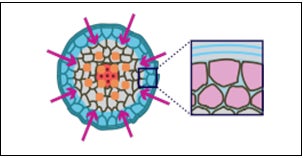 毛髪柔軟成分が髪の内部にあるコルテックス表層をやわらかく整える。 毛髪断面(イメージ図)
