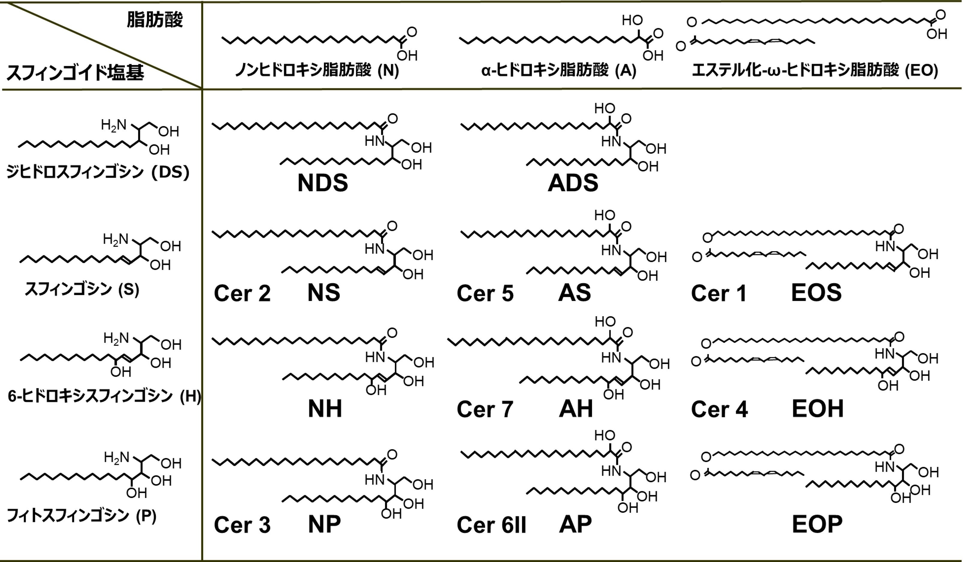図1　代表的なセラミドの種類
