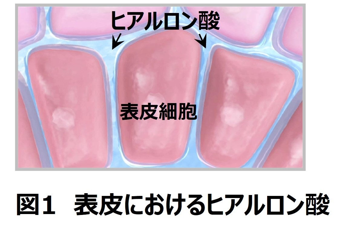 健全な表皮の形成におけるヒアルロン酸の働きが明らかに | 花王