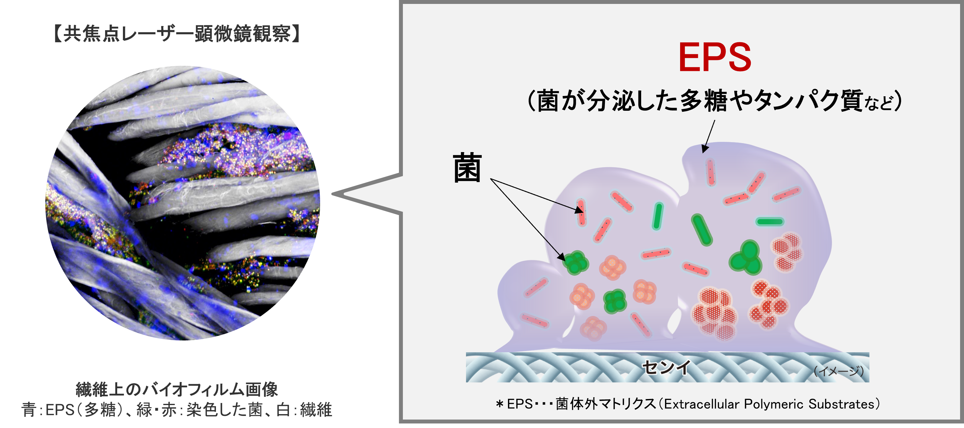 落としきれずに肥大化した衣類のバイオフィルム新洗浄技術を開発
