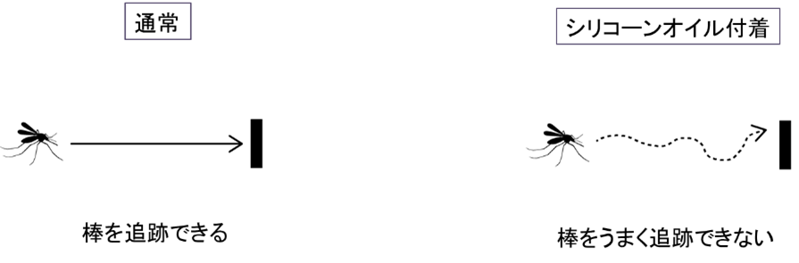 図2.　 蚊の飛行軌道のイメージ図