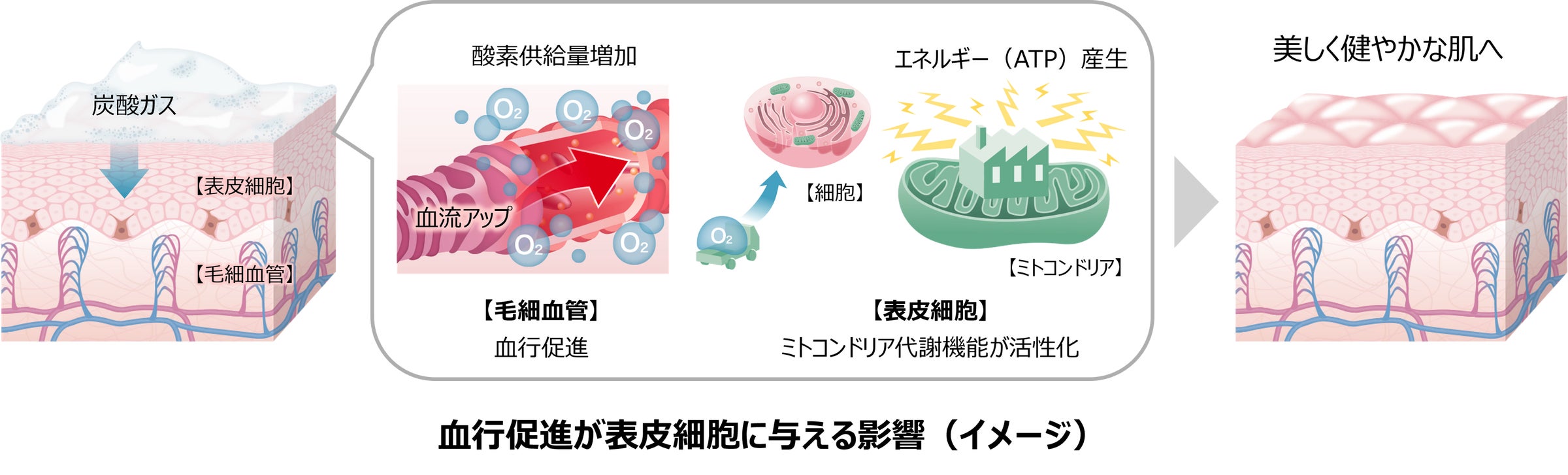 血行促進により表皮細胞が活性化するメカニズムを、ヒトの肌で新たに 血行促進により表皮細胞が活性化するメカニズムを、ヒトの肌で新たに