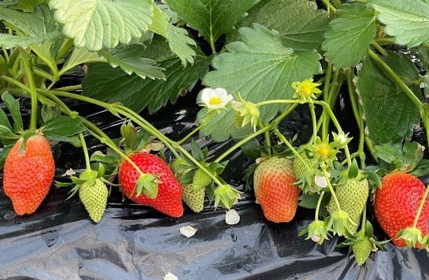 いちごひめさま専用 91NS3jtdI4L._UF350,350_QL50_.jpg