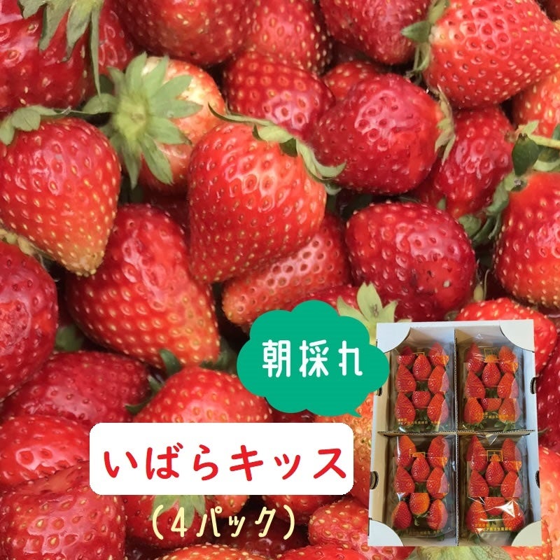 『行方市産の旬いちご』①とちおとめ3,280円（税込）②いばらキッス3,580円（税込）