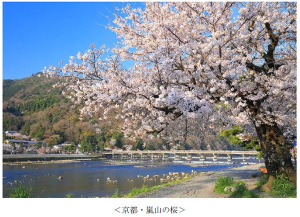 ヤマザクラやカワヅザクラ そして日本三大桜の知名度は 阪急交通社が桜の木やお花見に関する調査結果を公開 株式会社 阪急交通社のプレスリリース