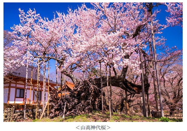 ヤマザクラやカワヅザクラ、そして日本三大桜の知名度は？～阪急交通社