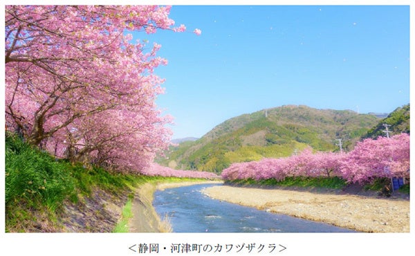 日本の意匠　桜 Cherry blossom viewing