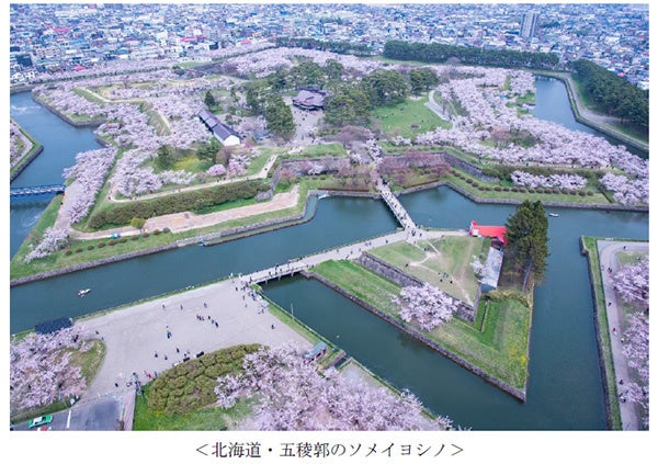 ヤマザクラやカワヅザクラ そして日本三大桜の知名度は 阪急交通社が桜の木やお花見に関する調査結果を公開 株式会社 阪急交通社のプレスリリース ヤマザクラやカワヅザクラ そして日本三大桜の知名度は 阪急交通社が桜の木やお花見に関する調査結果を公開 株式会社 阪急交通社のプレスリリース