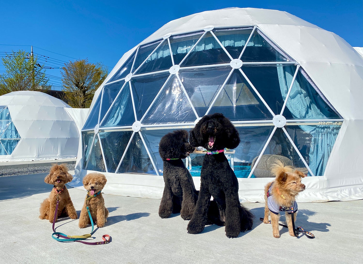 ペットドーム外観