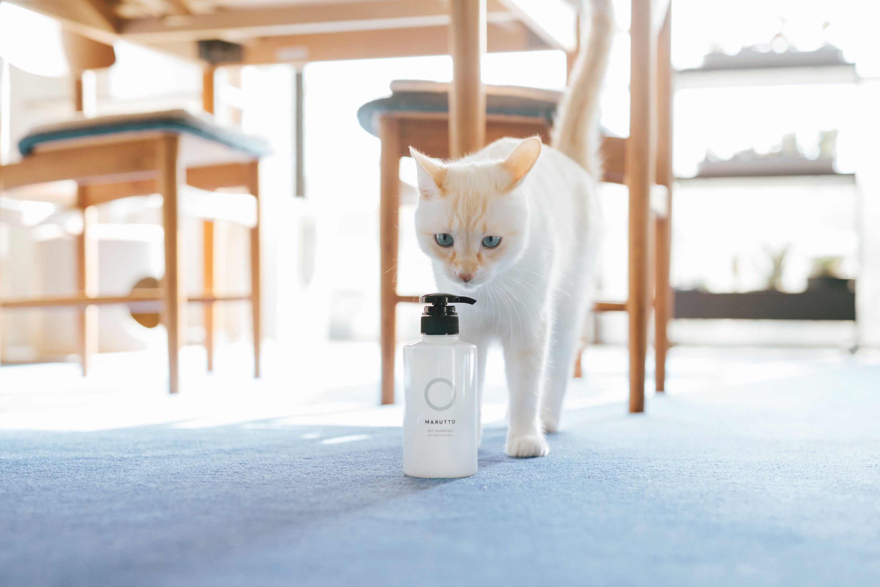 いろんなペットを優しく洗う