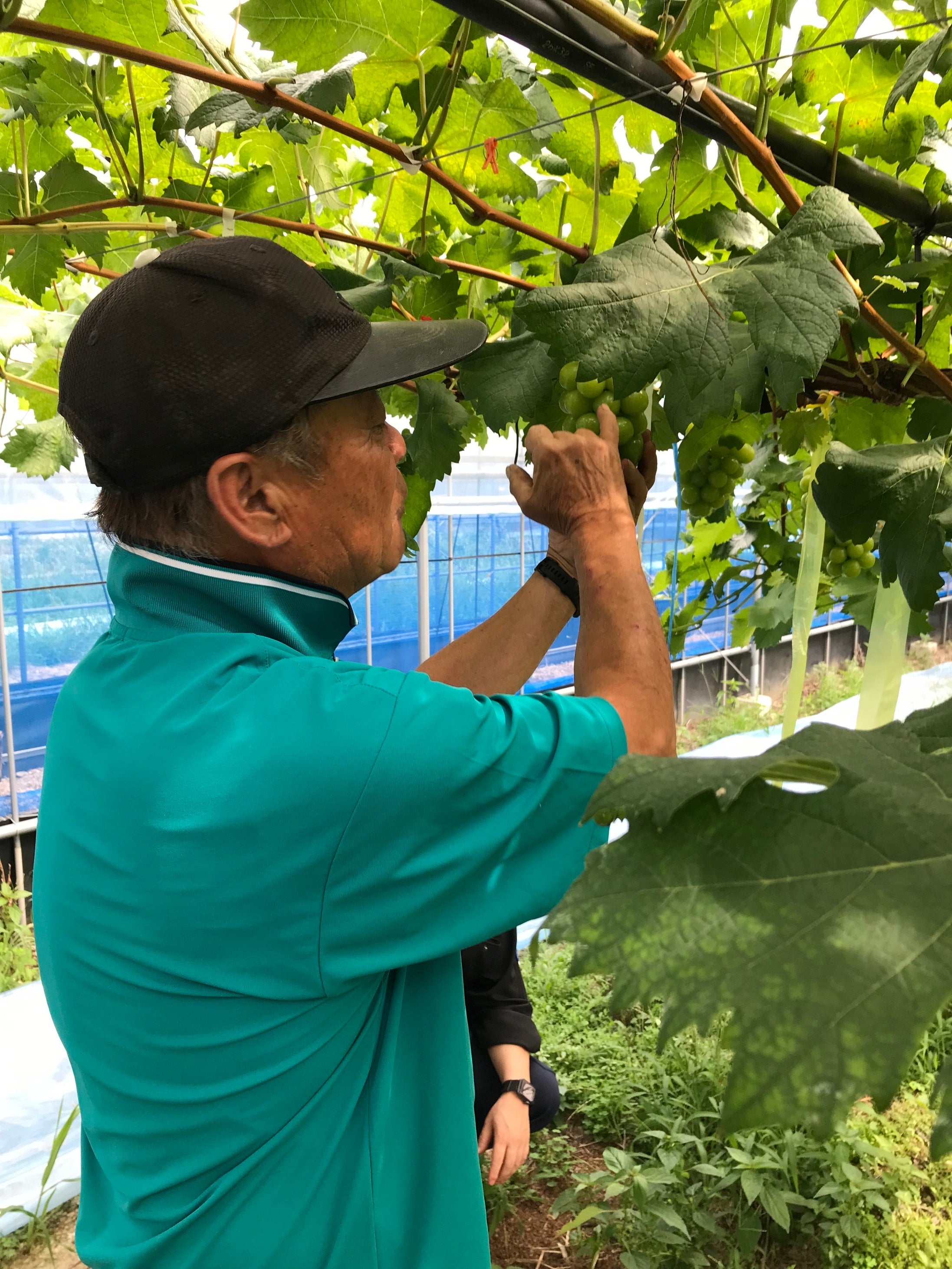 葡萄農家 岩下さん