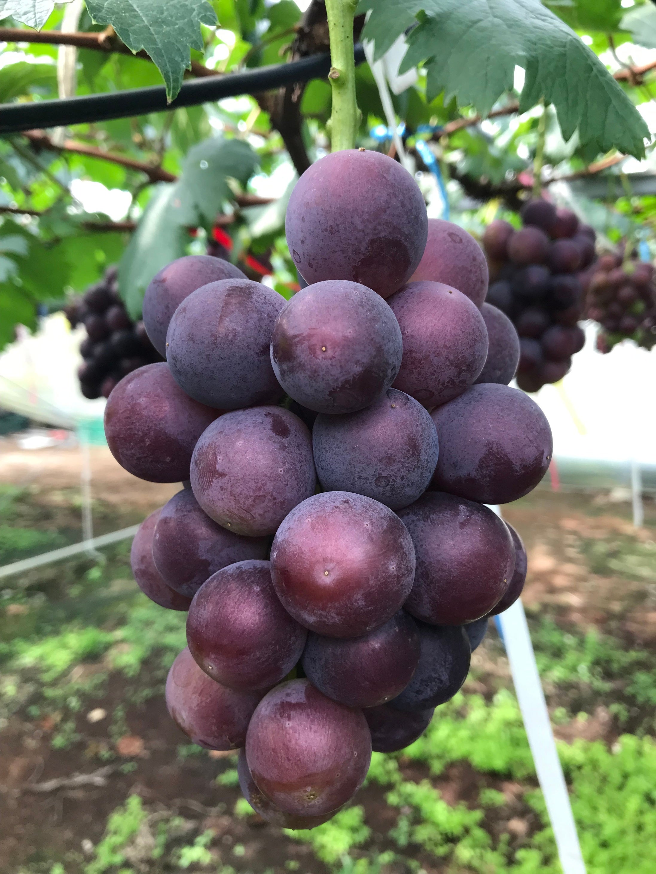 岩下さんのピオーネ