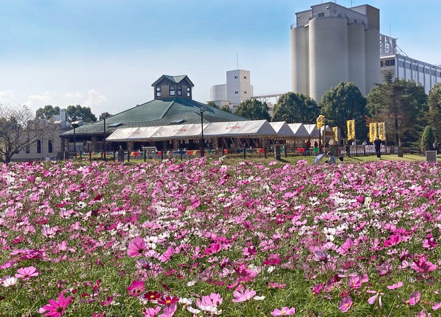 満開のコスモスを眺めながら工場直送ビールやbbqに舌鼓ビアファームで楽しむ キリン花園 コスモスフェスタ22 19年以来 3年ぶりの開催 ロイヤルホールディングス株式会社のプレスリリース 満開のコスモスを眺めながら工場直送ビールやbbqに舌鼓ビアファームで楽しむ キリン花園 コスモスフェスタ22 19年以来 3年ぶりの開催 ロイヤルホールディングス株式会社のプレスリリース