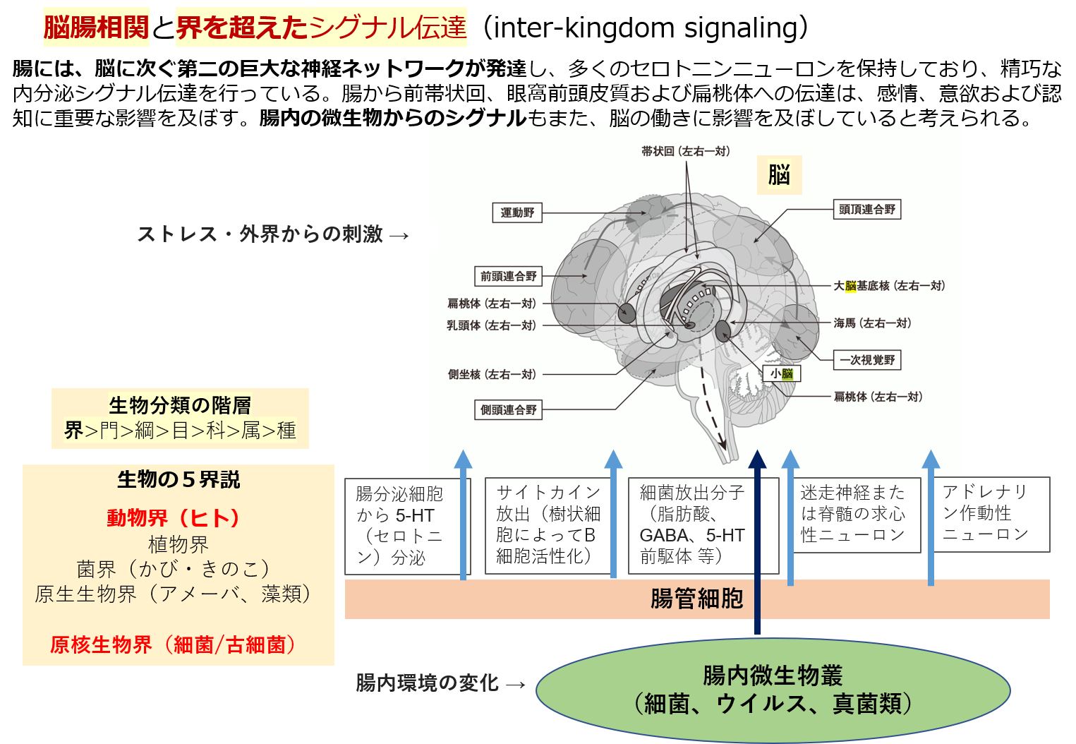 図1：脳腸相関と界を超えたシグナル伝達