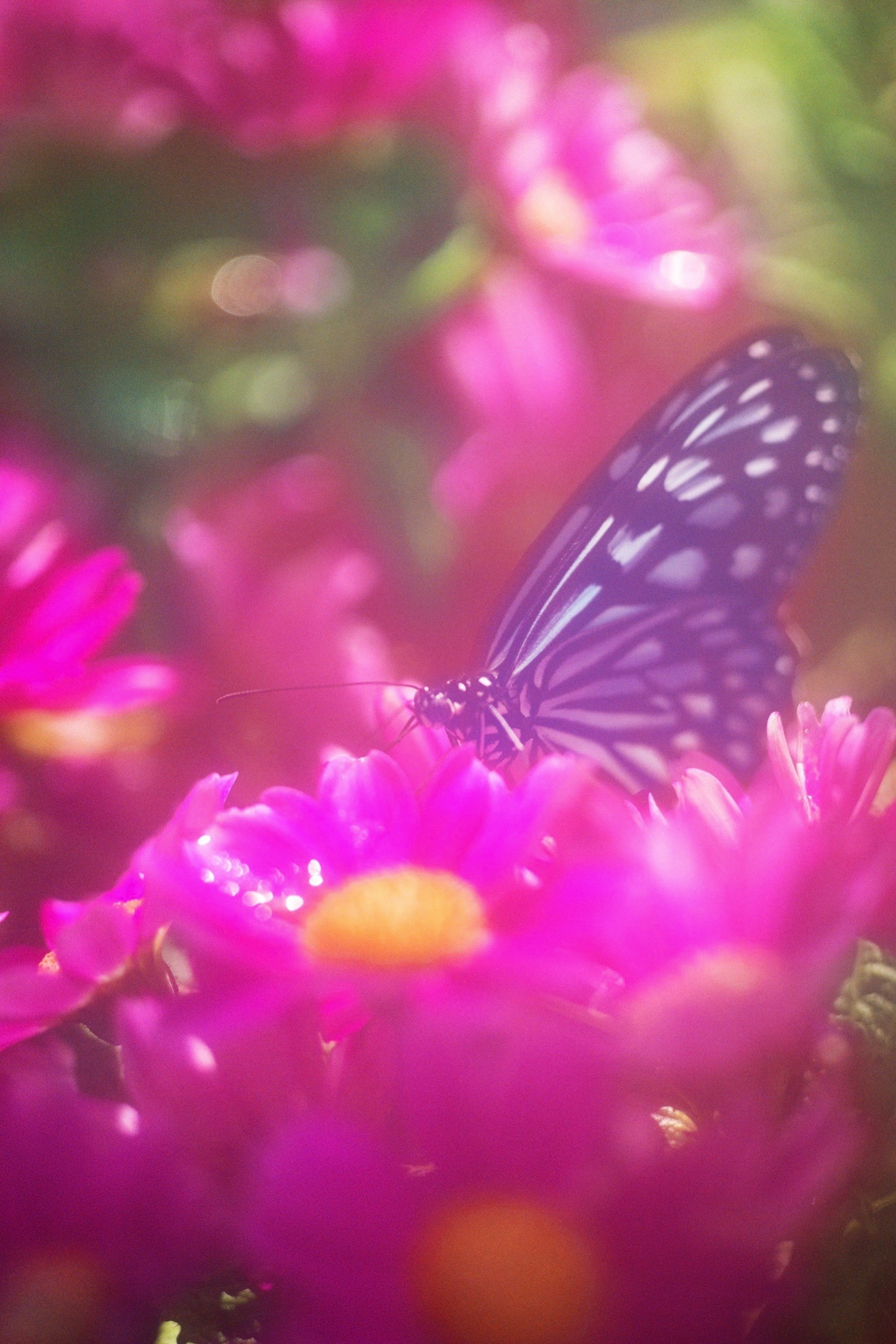 ©mika ninagawa, Courtesy of Tomio Koyama Gallery