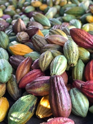 彩り豊かなカカオの実