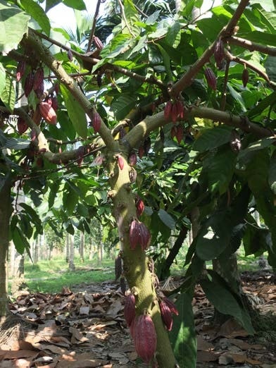 カカオの木