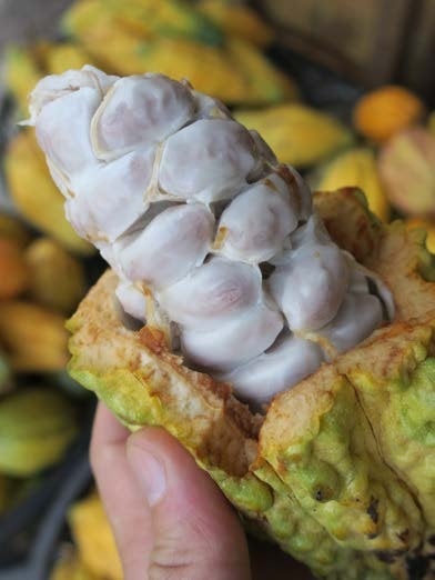 カカオの実の中