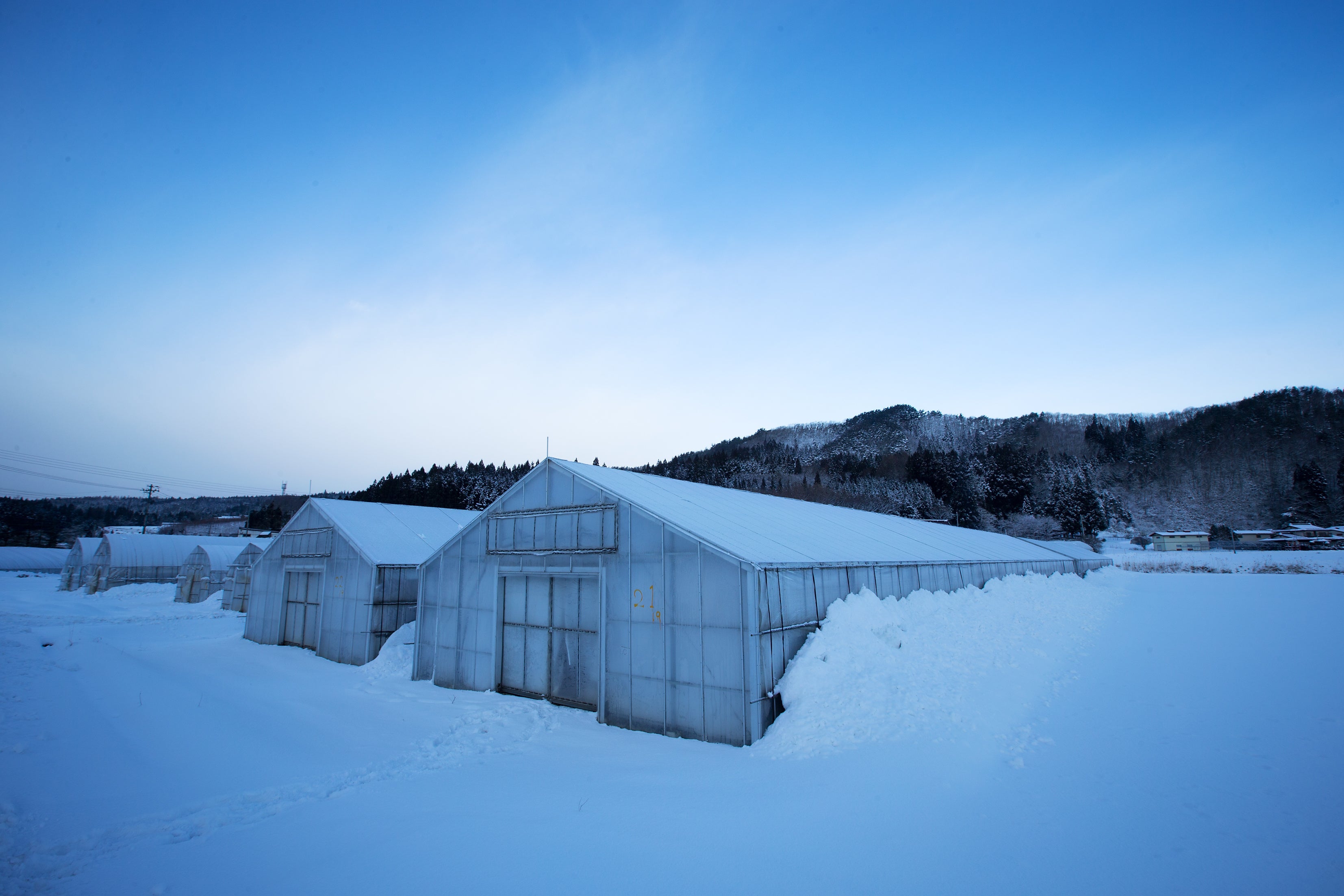 アスパラの育つハウス