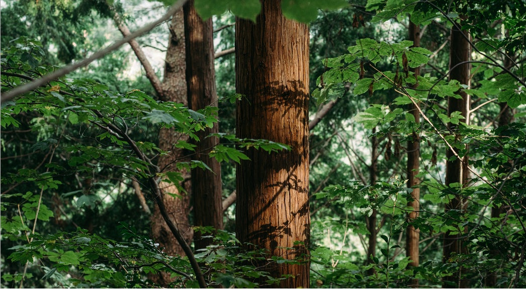 BAUM」永久の生命力宿す、檜木のちから | 資生堂ジャパン株式 BAUM」永久の生命力宿す、檜木のちから | 資生堂ジャパン株式