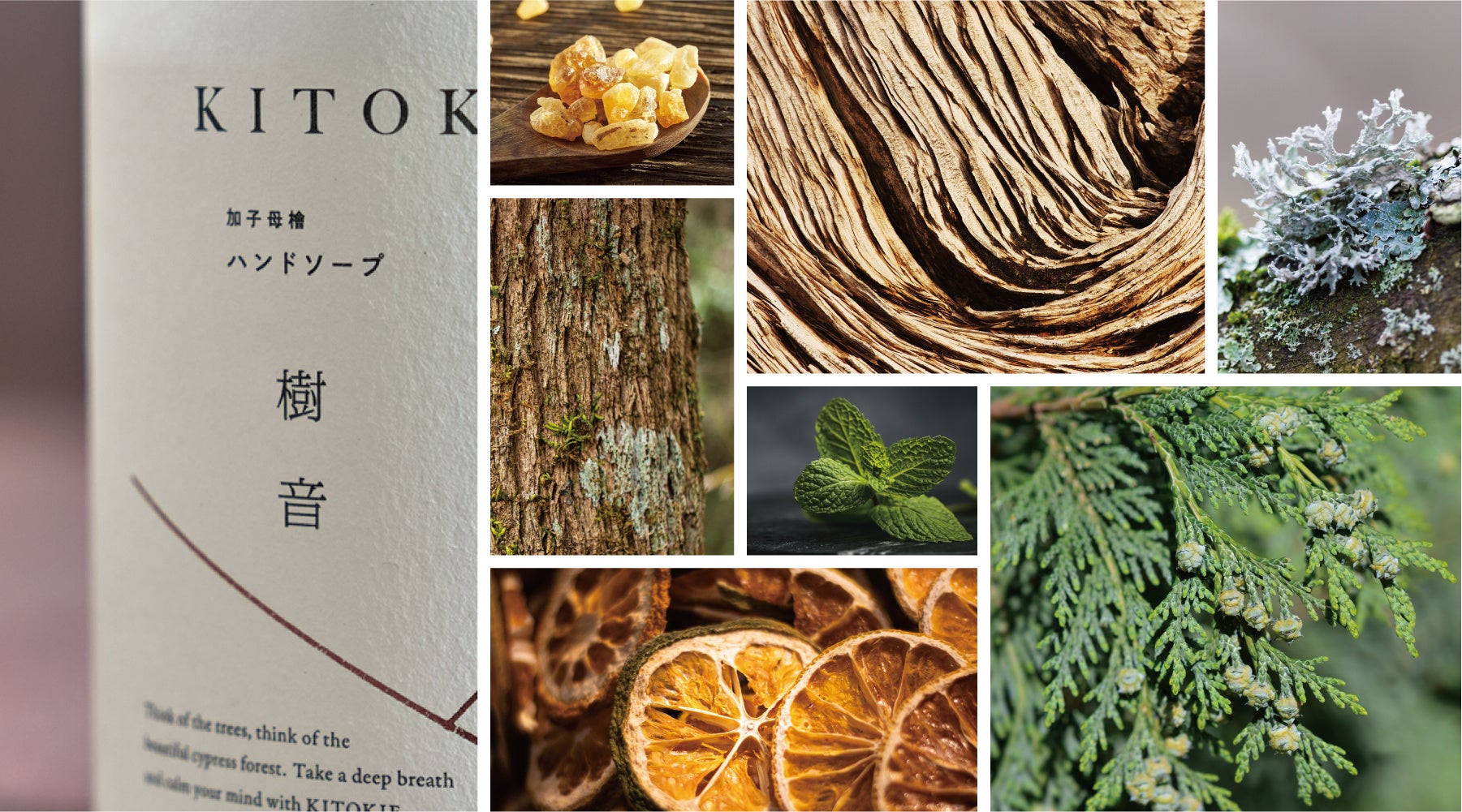 KITOKIE －樹音－ image
