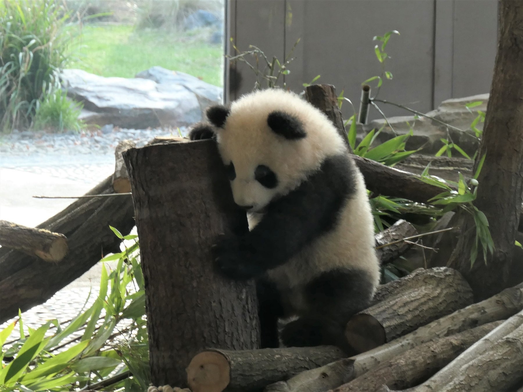 40か所の飼育施設を訪問したパンダジャーナリスト 中川美帆さんによる もっと知りたい パンダ の世界 1 22 土 開催 Nhkカルチャーオンライン講座 株式会社エヌエイチケイ文化センターのプレスリリース 40か所の飼育施設を訪問したパンダジャーナリスト 中川美帆さんによる もっと知りたい パンダ の世界 1 22 土 開催 Nhkカルチャーオンライン講座 株式会社エヌエイチケイ文化センターのプレスリリース