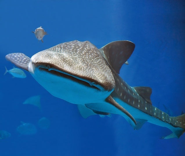 Nhkカルチャー 沖縄美ら海水族館のフカ掘りサメ講座 8月27日 土 配信スタート 株式会社エヌエイチケイ文化センターのプレスリリース Nhkカルチャー 沖縄美ら海水族館のフカ掘りサメ講座 8月27日 土 配信スタート 株式会社エヌエイチケイ文化センターのプレスリリース