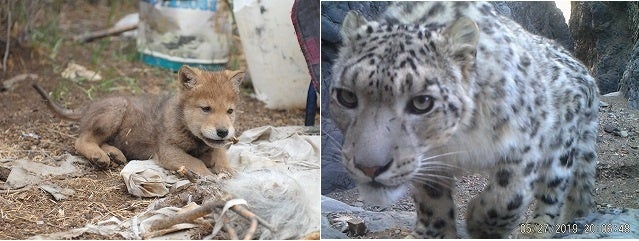 仔オオカミ、ユキヒョウ