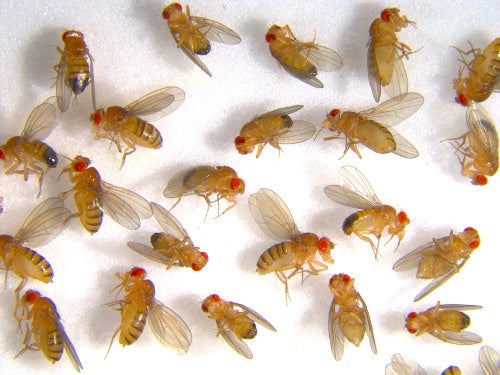 ショウジョウバエ