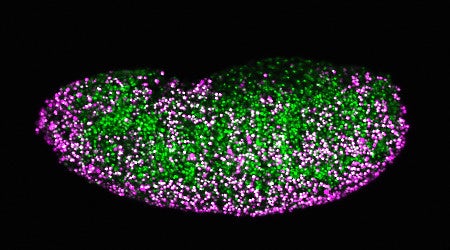 スピロプラズマ感染ショウジョウバエ胚（♂：マゼンタは死細胞）