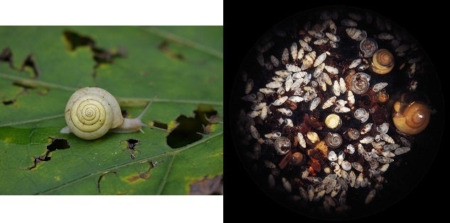 ヒメマイマイ、顕微鏡内写真