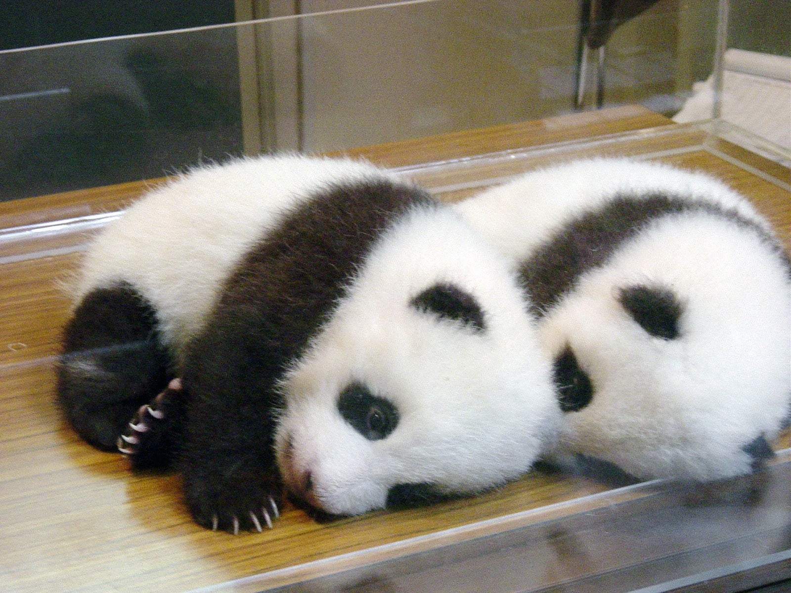 名付け親になった双子パンダ