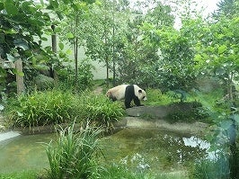 もうじき中国に戻るイギリスのパンダ