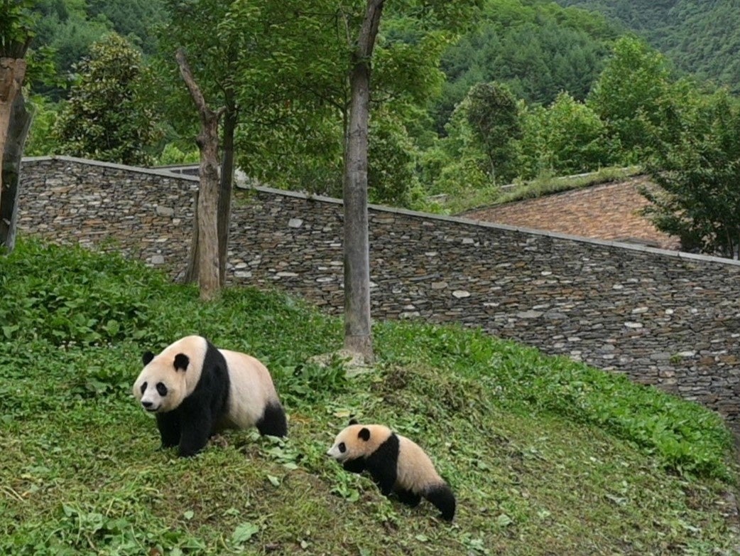 四川省はパンダのふるさと