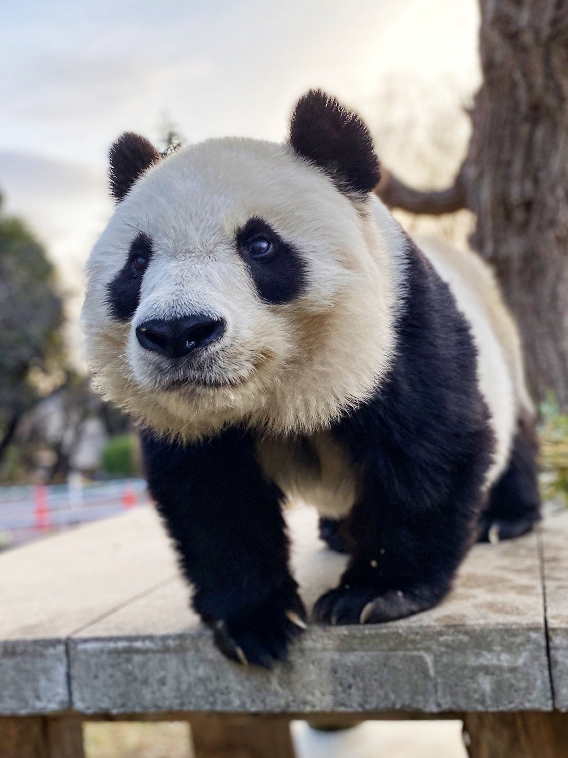 【NHKカルチャー】NHK「ごろごろパンダ日記」制作陣による特別講座「NHK『ごろごろパンダ日記』～舞台裏トーク～」タンタンを見つめたふたりが語る名場面と制作秘話【4月4日（土）13:30～】