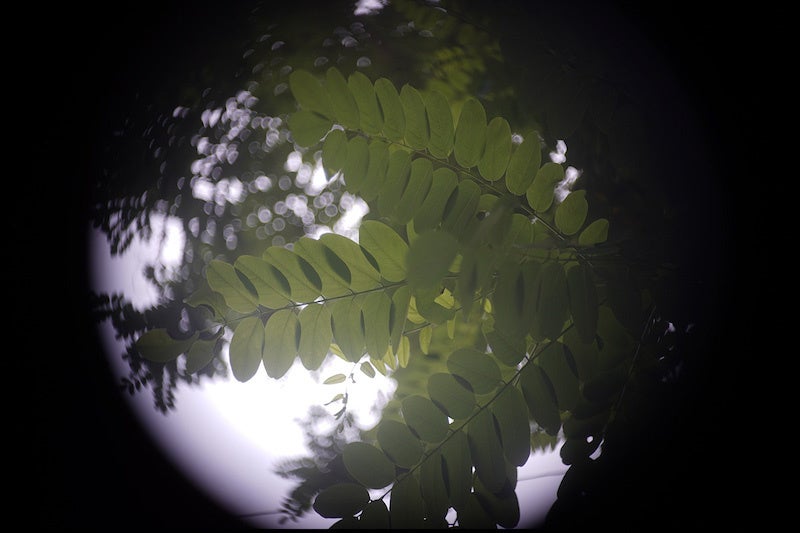 Kern Paillard YVAR 36mm F2.8　APS-C機