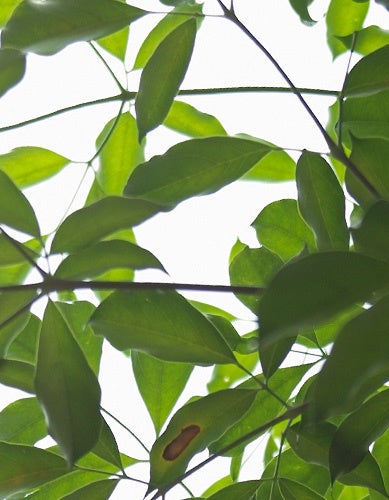 TTArtisan APO-M 35mm f2 ASPH