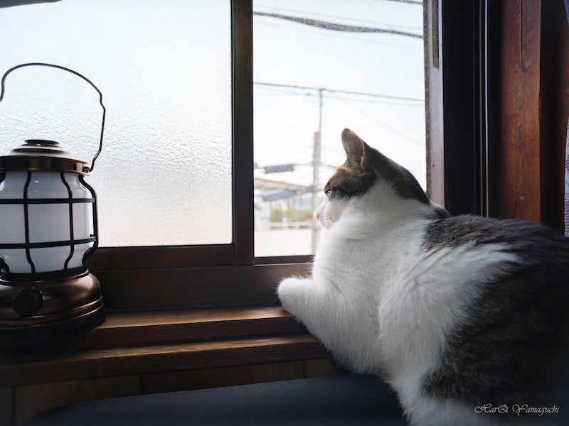 極上美品！中一光学 TOURIST 28mm F5.6 フジフイルムGFX用 富士フイルム