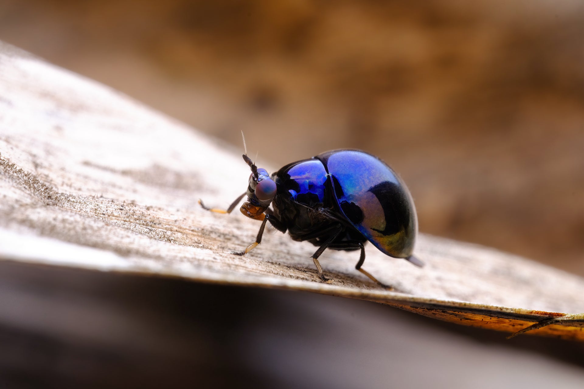 NB26/6316B-27 銘匠光学 100mm F2.8 MACRO 2X 100mm F2.8 Macro 2X 百微镜头-全画幅镜头-铭匠光学-TTArtisan