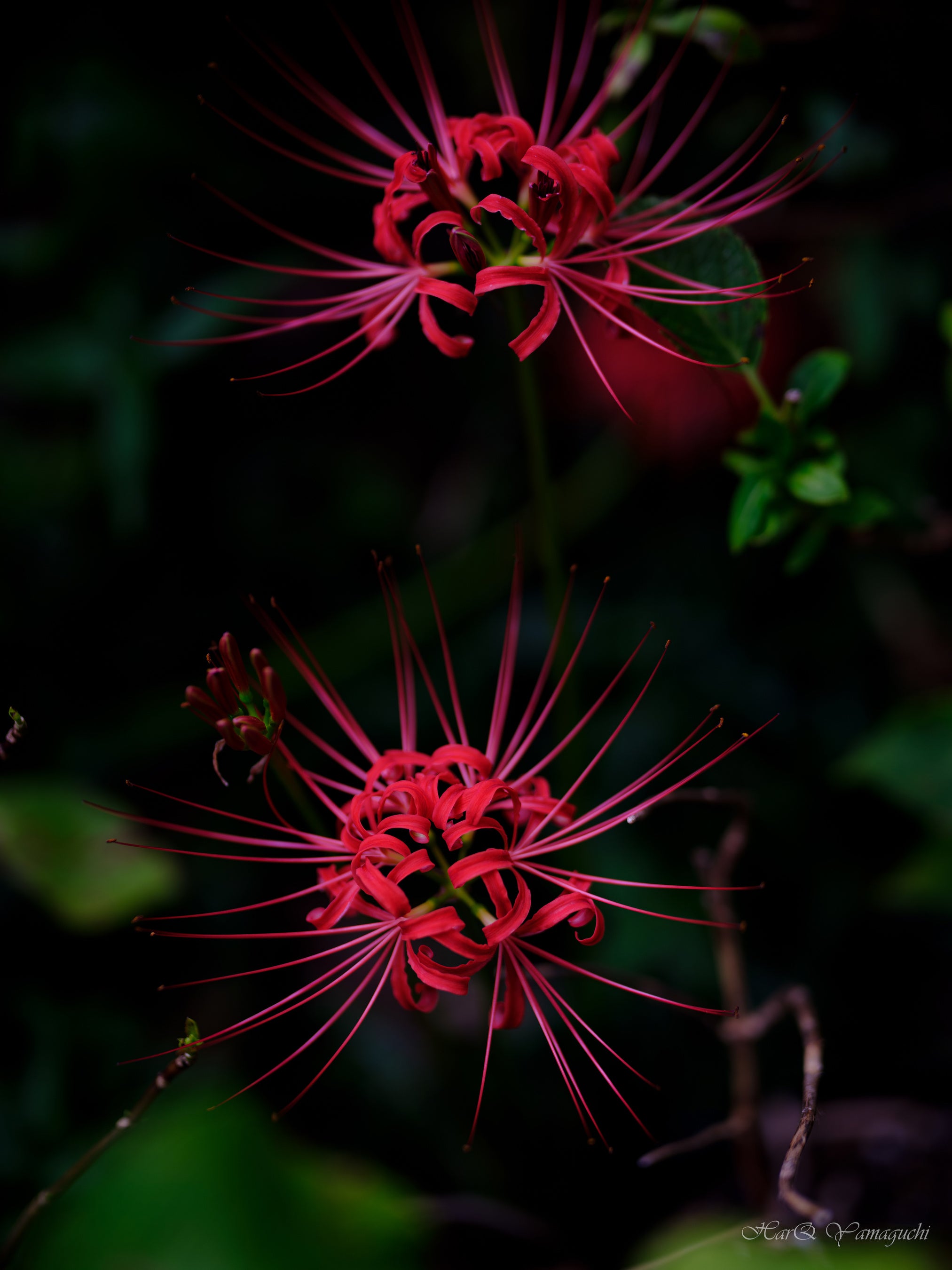 中一光学 SPEEDMASTER 80mm F1.6 富士フイルムG