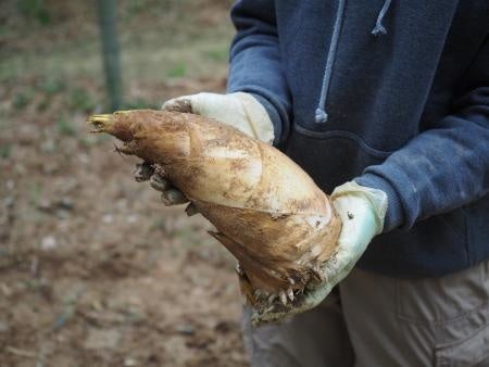 清水さんこだわりの筍