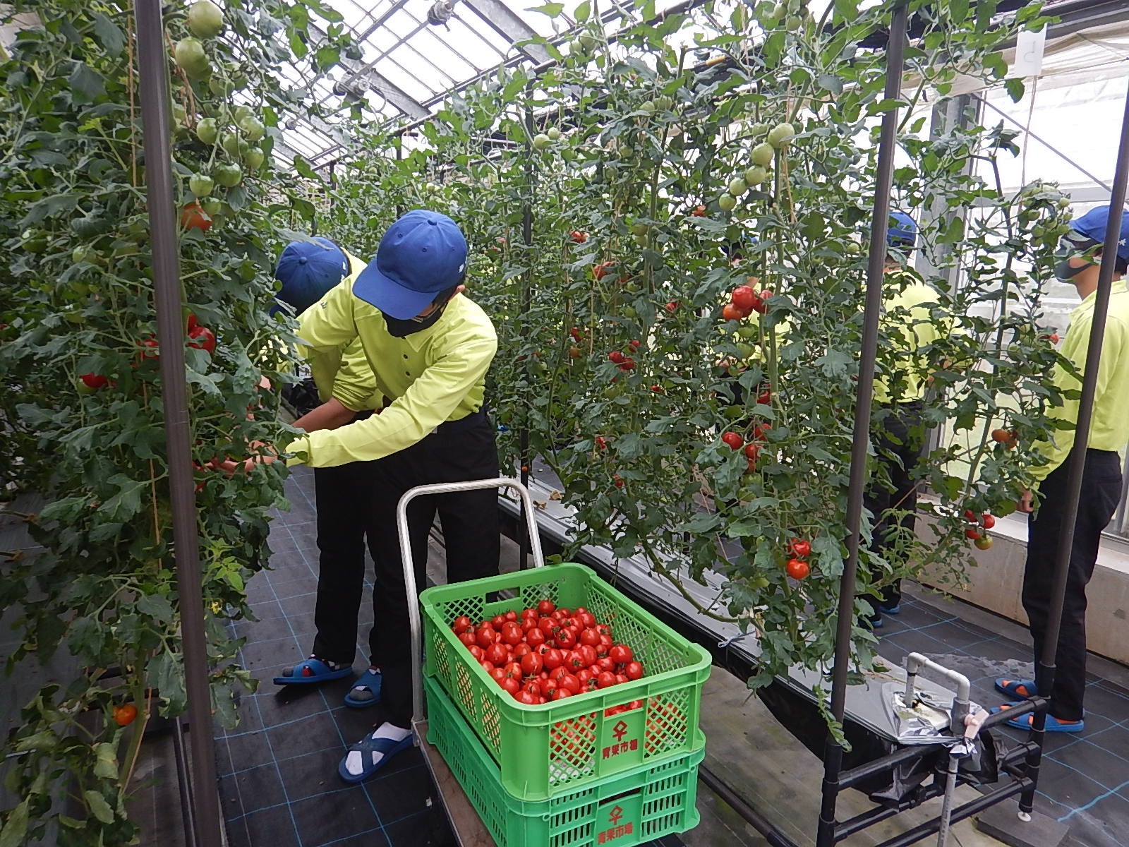 トマト収穫の様子